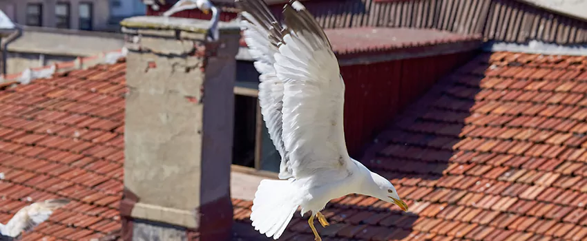 Residential Chimney Animal Removal Solution in Kalamazoo, MI